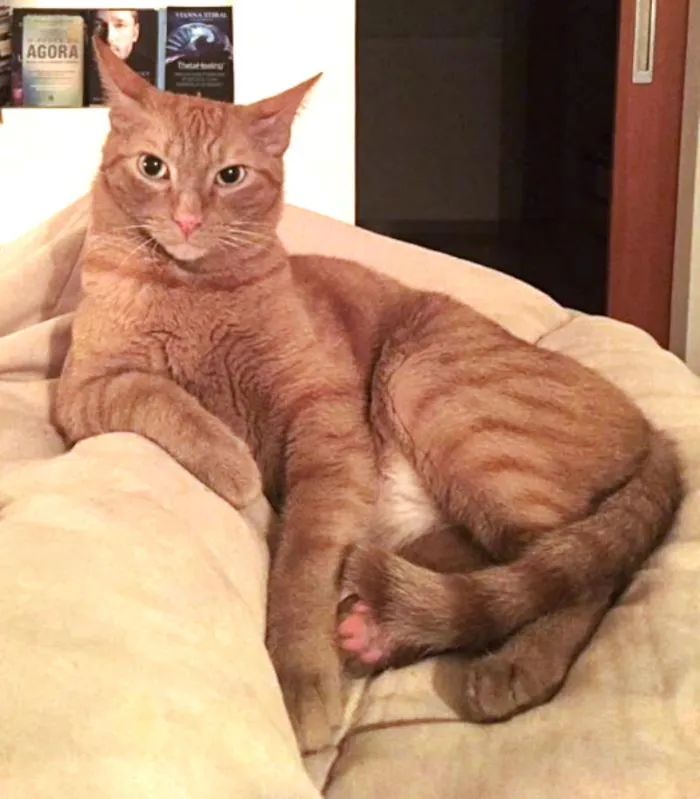 Gato ra a  idade 4 anos nome Gaspar & Romeu
