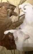 Gaspar & Romeu
