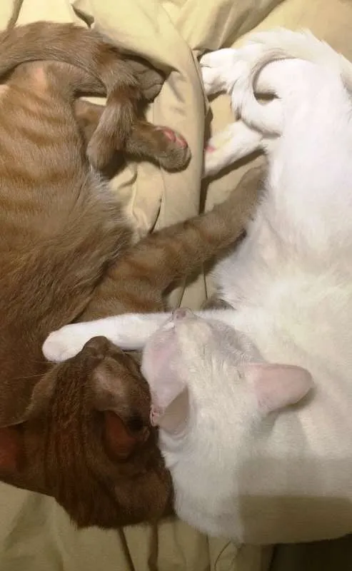 Gato ra a  idade 4 anos nome Gaspar & Romeu