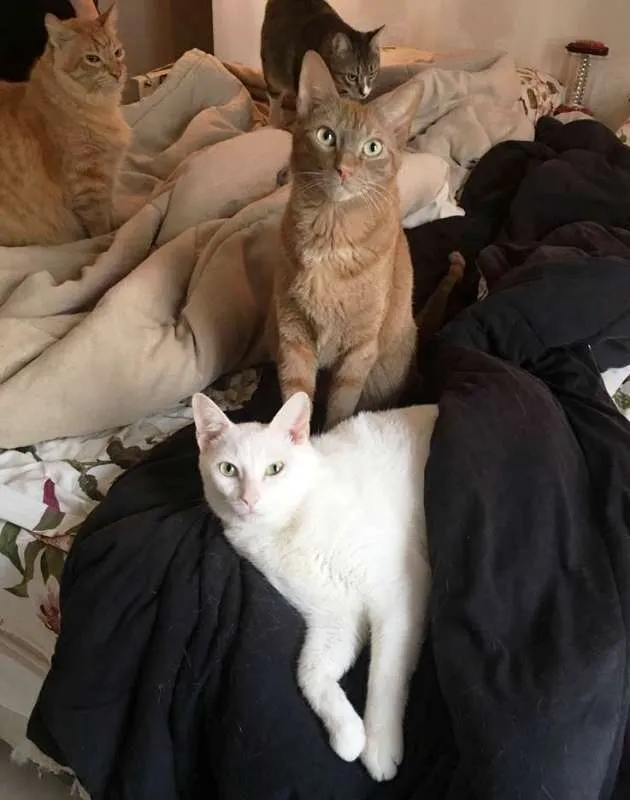 Gato ra a  idade 4 anos nome Gaspar & Romeu