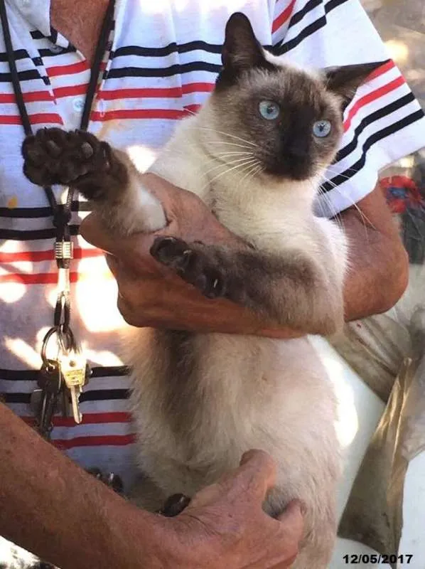 Gato ra a  idade 3 anos nome Siamês