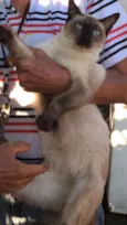 Siamês