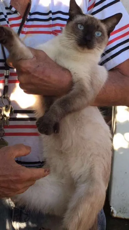 Gato ra a  idade 3 anos nome Siamês