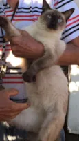 Siamês
