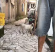 Siamês