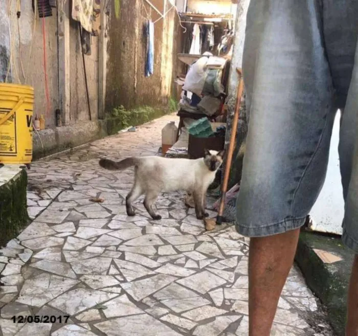 Gato ra a  idade 3 anos nome Siamês