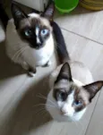 Irmãos Sialatas
