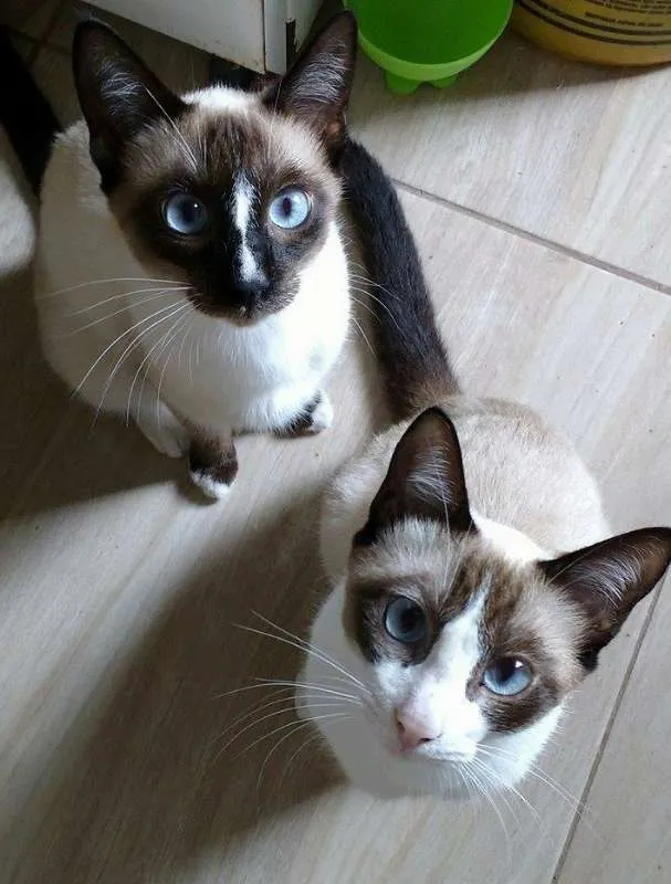 Gato ra a  idade 1 ano nome Irmãos Sialatas