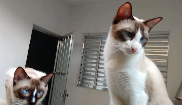 Gato ra a  idade 1 ano nome Irmãos Sialatas