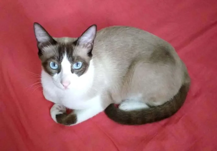 Gato ra a  idade 1 ano nome Irmãos Sialatas