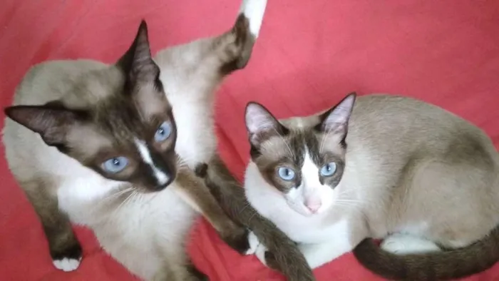 Gato ra a  idade 1 ano nome Irmãos Sialatas