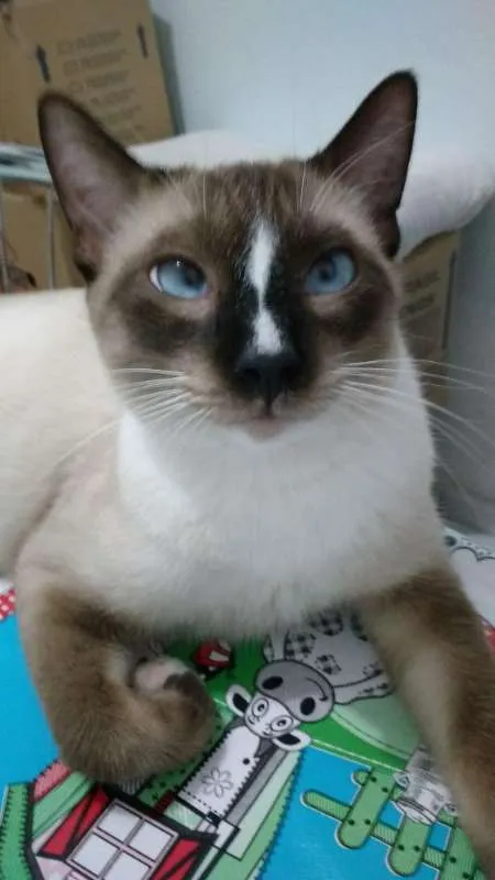 Gato ra a  idade 1 ano nome Irmãos Sialatas