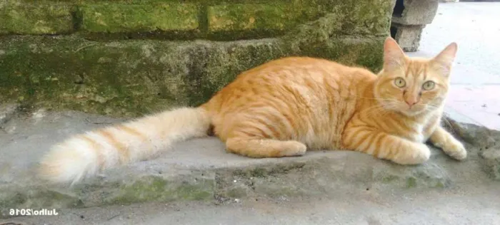 Gato ra a  idade 6 ou mais anos nome Peludão