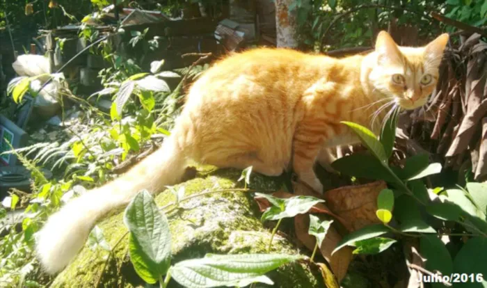 Gato ra a  idade 6 ou mais anos nome Peludão