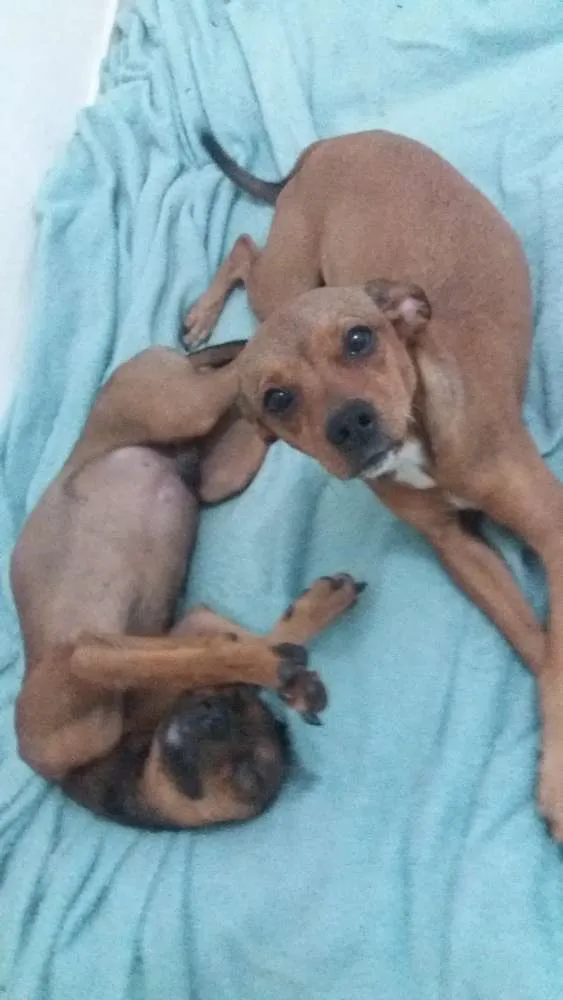 Cachorro ra a Vira-Lata idade 7 a 11 meses nome Sem nome