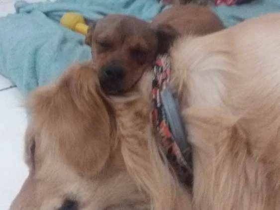 Cachorro ra a Vira-Lata idade 7 a 11 meses nome Sem nome
