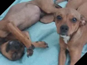 Cachorro raça Vira-Lata idade 7 a 11 meses nome Sem nome