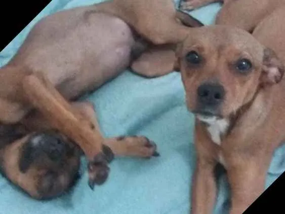 Cachorro ra a Vira-Lata idade 7 a 11 meses nome Sem nome