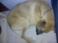 Billy