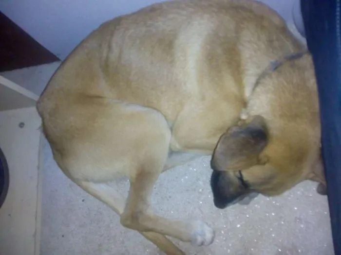 Cachorro ra a não sei idade 7 a 11 meses nome Billy