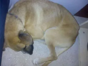 Cachorro raça não sei idade 7 a 11 meses nome Billy