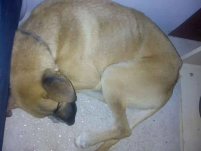 Cachorro ra a não sei idade 7 a 11 meses nome Billy