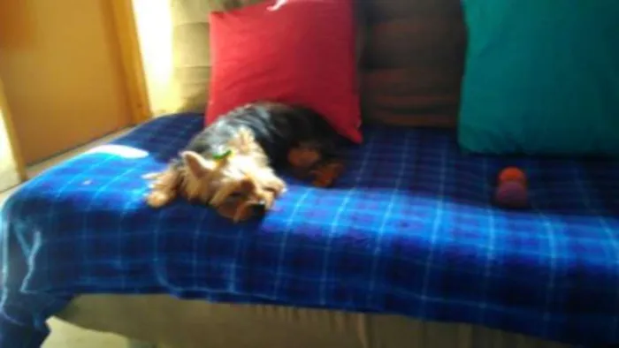 Cachorro ra a RND idade 6 ou mais anos nome MEL