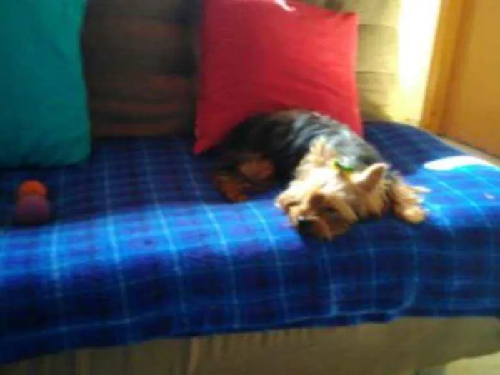 Cachorro ra a RND idade 6 ou mais anos nome MEL
