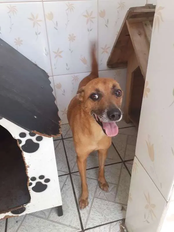 Cachorro ra a Vira lata idade 1 ano nome Luana