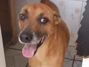 Cachorro raça Vira lata idade 1 ano nome Luana