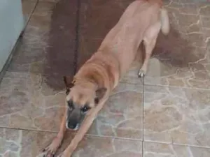 Cachorro raça srd idade 6 ou mais anos nome Pitty