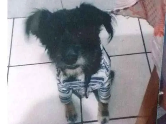 Cachorro ra a Vira-lata idade 6 ou mais anos nome Faísca