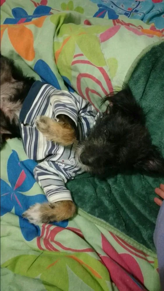 Cachorro ra a Vira-lata idade 6 ou mais anos nome Faísca