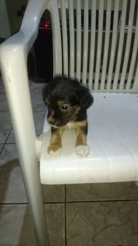 Cachorro raça SRD idade 2 a 6 meses nome Pretinha Shai