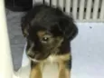 Pretinha Shai