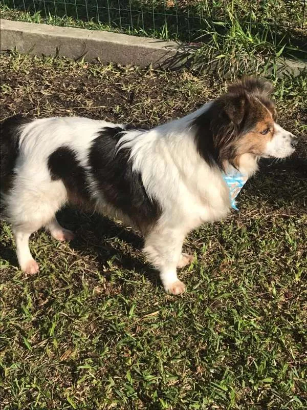 Cachorro raça SRD idade 2 anos nome Bento