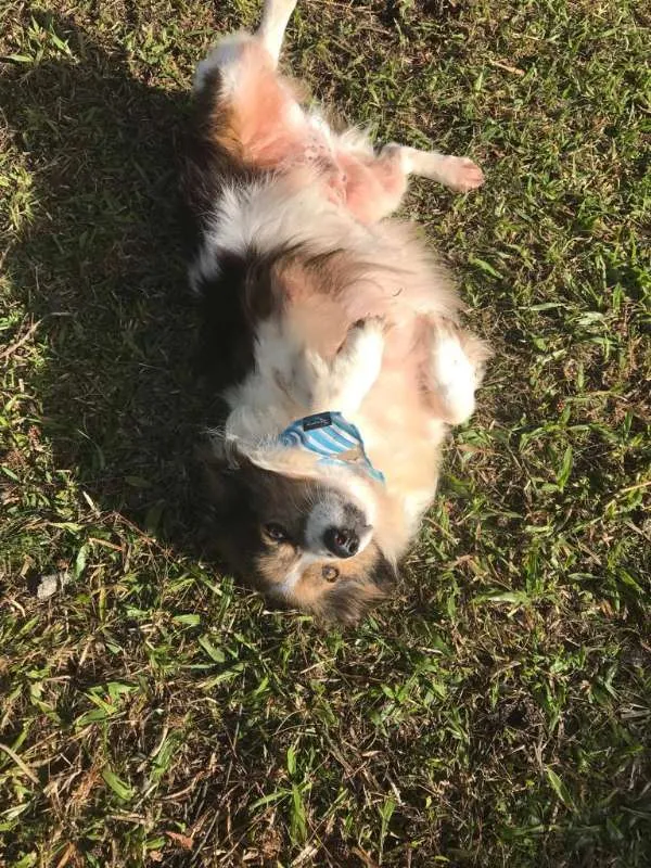 Cachorro raça SRD idade 2 anos nome Bento