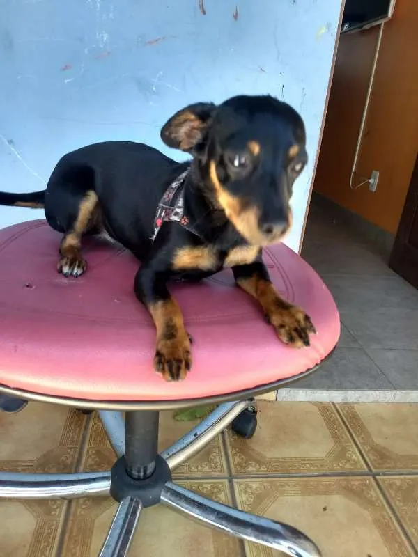 Cachorro raça Mestiça de Pintcher idade 1 ano nome Pretinha Carmem