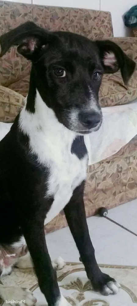 Cachorro ra a Vira lata idade 2 a 6 meses nome Sem nome