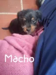 Machinho pelo arame