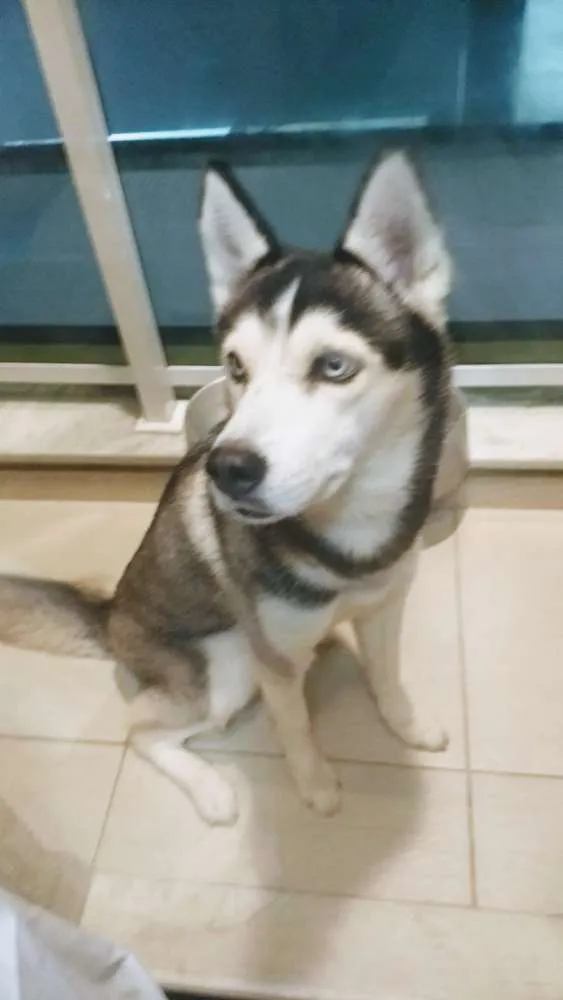 Cachorro ra a Husky siberiano idade 2 anos nome Frida