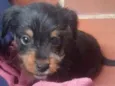 Machinho pelo arame