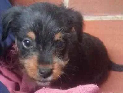 Cachorro ra a Mestiço de linguicinha com Poo idade 2 a 6 meses nome Machinho pelo arame