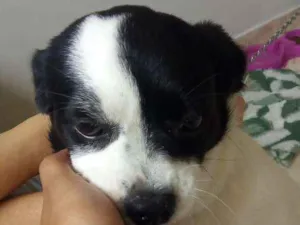 Cachorro raça Shiatsu com vira lata idade 2 a 6 meses nome Blue