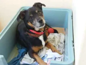Cachorro raça vira-lata idade 6 ou mais anos nome Totó