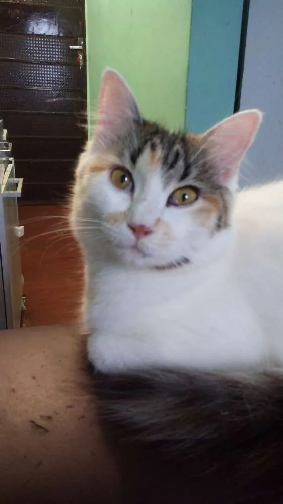 Gato ra a  idade 7 a 11 meses nome Lara