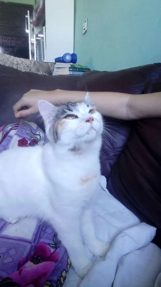 Gato ra a  idade 7 a 11 meses nome Lara
