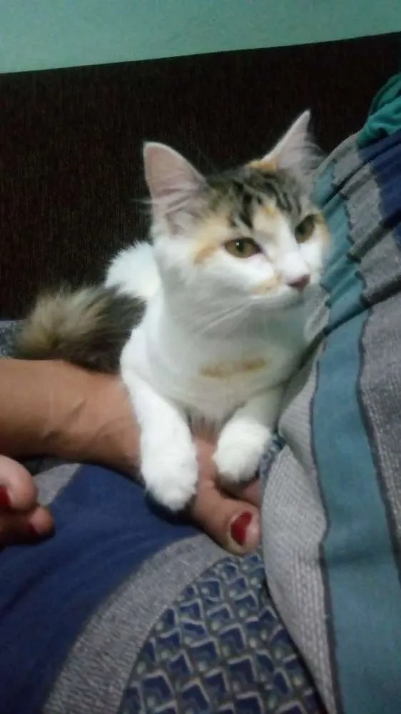 Gato ra a  idade 7 a 11 meses nome Lara