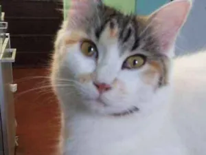 Gato raça  idade 7 a 11 meses nome Lara