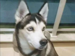 Cachorro raça Husky siberiano idade 2 anos nome Frida